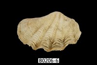 藏品(長硨磲蛤)的圖片